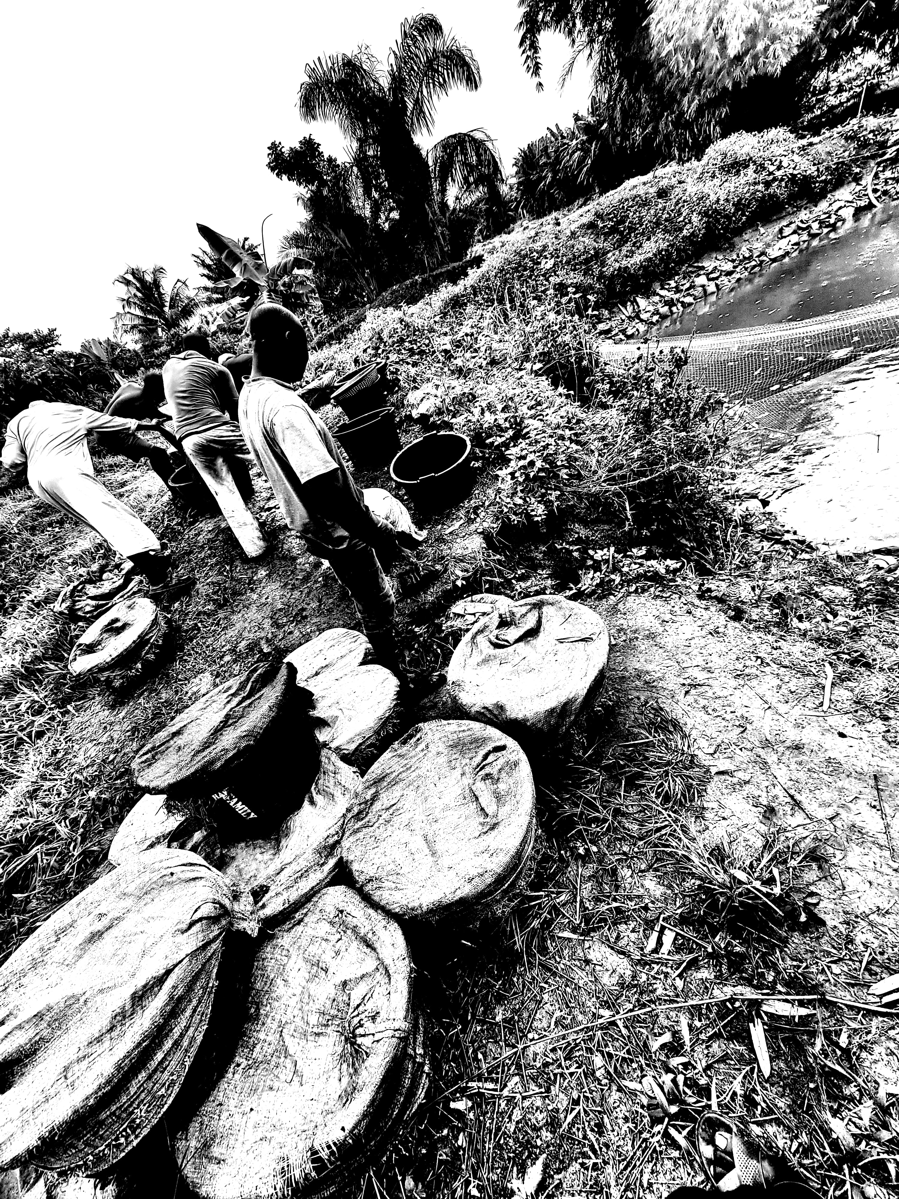 Harvesting